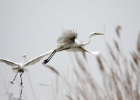 Grote zilverreiger   C.Martijn
